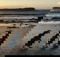 Phillip Island Penguin Parade Day Trip with Koala Conservation Reserve Visit - Pubs Adelaide