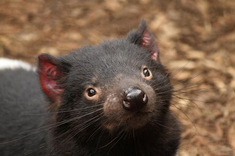 Day Tour In Mt. Field, Mt. Wellington, Bonorong Wildlife Sanctuary And Richmond - Pubs Adelaide 4