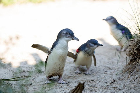 Melbourne Zoo General Entry Ticket - Pubs Adelaide 5