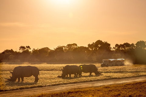 Sunset Safari At Werribee Open Range Zoo - Pubs Adelaide 2