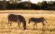 Sunset Safari At Werribee Open Range Zoo - thumb 3