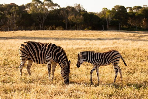 Sunset Safari At Werribee Open Range Zoo - Pubs Adelaide 3
