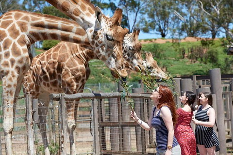 Slumber Safari At Werribee Open Range Zoo - Pubs Adelaide 3