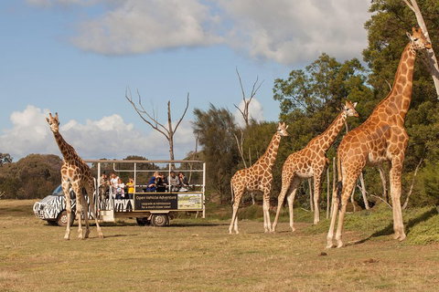 Off-Road Safari At Werribee Open Range Zoo - Pubs Adelaide 3