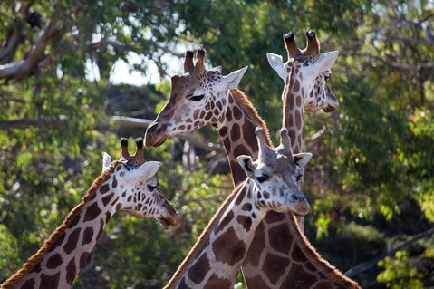 Werribee Open Range Zoo General Admission Ticket - Pubs Adelaide 0
