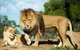 Werribee Open Range Zoo General Admission Ticket - thumb 1
