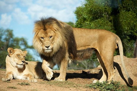 Werribee Open Range Zoo General Admission Ticket - Pubs Adelaide 1