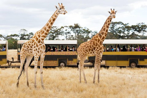 Werribee Open Range Zoo General Admission Ticket - Pubs Adelaide 2