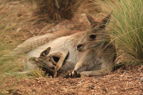 Werribee Open Range Zoo General Admission Ticket - Pubs Adelaide 3