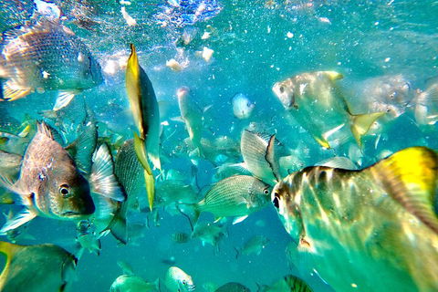 Moreton Island Day Trip (Kayak, Snorkel & Sandboard) Frm Brisbane Or Gold Coast - Pubs Adelaide 1