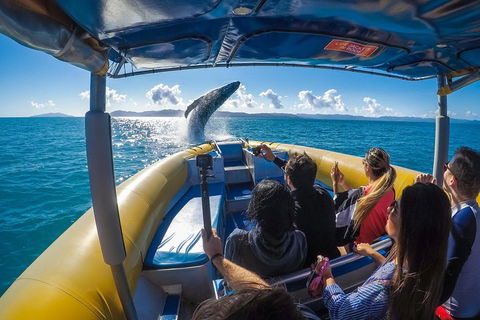 Ocean Rafting Tour To Whitehaven Beach, Hill Inlet Lookout & Top Snorkel Spots - Pubs Adelaide 4