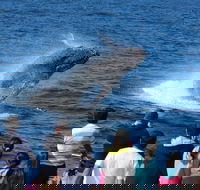 Tangalooma Island Resort Whale Watching Day Cruise - Pubs Adelaide