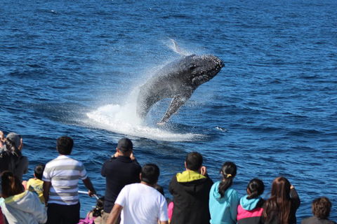 Tangalooma Island Resort Whale Watching Day Cruise - Pubs Adelaide 0