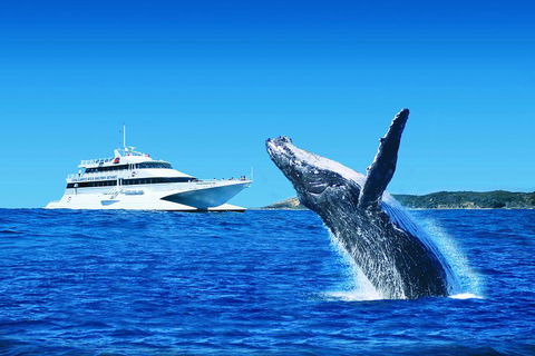 Tangalooma Island Resort Whale Watching Day Cruise With Dolphin Viewing - Pubs Adelaide 2