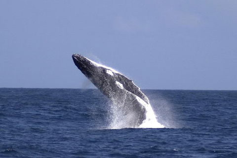 Tangalooma Island Resort Whale Watching Day Cruise With Dolphin Viewing - Pubs Adelaide 4