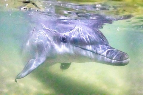 Tangalooma Island Resort Whale Watching Day Cruise With Dolphin Feeding - Pubs Adelaide 0
