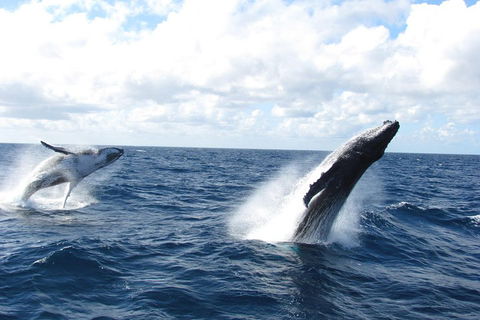 Tangalooma Island Resort Whale Watching Day Cruise With Dolphin Feeding - Pubs Adelaide 1