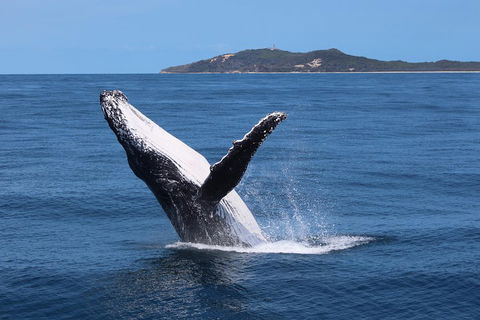 Tangalooma Island Resort Whale Watching Day Cruise With Dolphin Feeding - Pubs Adelaide 3