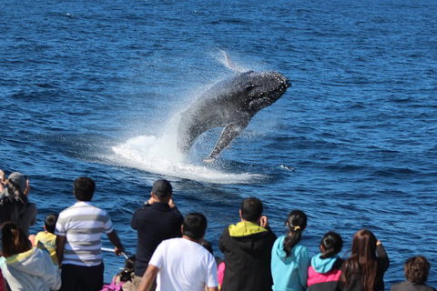 Tangalooma Island Resort Whale Watching Day Cruise With Dolphin Feeding - Pubs Adelaide 5