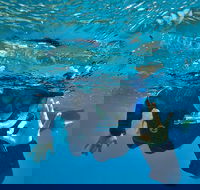 3 Day Whitsundays Sailing and Diving Adventure Kiana - Pubs Adelaide