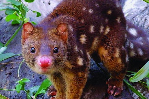 Hartley's Crocodile Adventures Breakfast With The Koalas - Pubs Adelaide 2