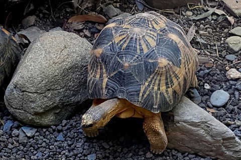 Hartley's Crocodile Adventures Breakfast With The Koalas - Pubs Adelaide 4