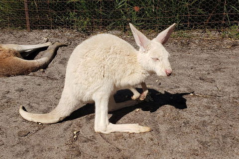 Very Best Of Perth Tour - Wildlife Park & City Highlights Tour - Pubs Adelaide 3