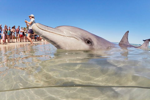 7-Day Exmouth Explorer Via Pinnacles Monkey Mia Ningaloo Reef Returning To Perth - Pubs Adelaide 1