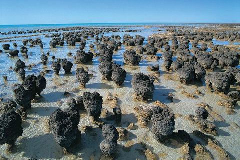 7-Day Exmouth Explorer Via Pinnacles Monkey Mia Ningaloo Reef Returning To Perth - Pubs Adelaide 3