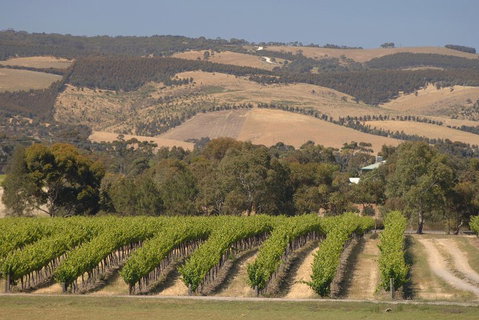 McLaren Vale And Glenelg Wine Tasting And Sightseeing (Half-day Afternoon) - Pubs Adelaide 2