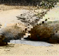 Phillip Island Penguin Parade Brighton Bathing Boxes and Wildlife Park Tour - Pubs Adelaide