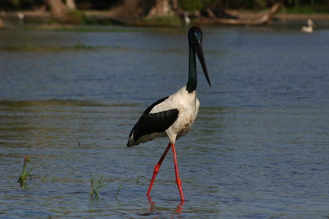 Litchfield And Jumping Crocodiles Full Day Trip From Darwin - Pubs Adelaide 1