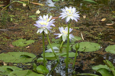 Yellow Water Cruise - Kakadu - Pubs Adelaide 0