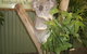 Blue Mountains Private Tour With Wildlife Park And River Cruise - thumb 5