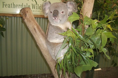 Blue Mountains Private Tour With Wildlife Park And River Cruise - Pubs Adelaide 5