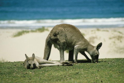 Great Ocean Road Highlights Tour - 2 Days, 1 Night - Pubs Adelaide 2