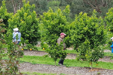 Dandenong Ranges And Rayners Orchard Tour From Melbourne - Pubs Adelaide 2
