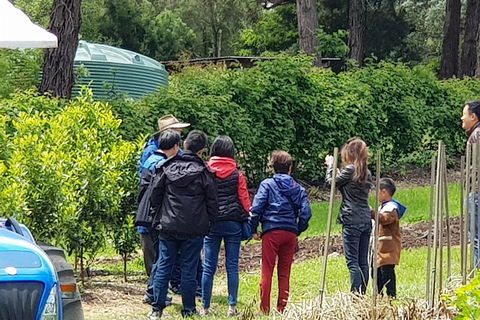 Dandenong Ranges And Rayners Orchard Tour From Melbourne - Pubs Adelaide 4