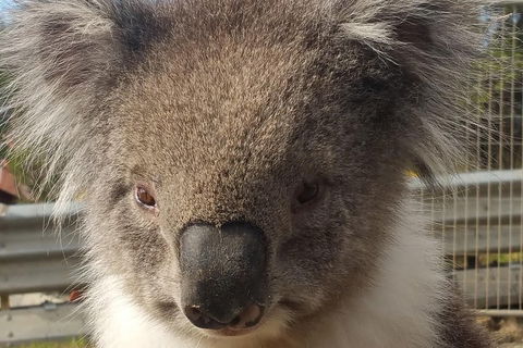 Full-Day Great Ocean Road Tour From Melbourne - Pubs Adelaide 3