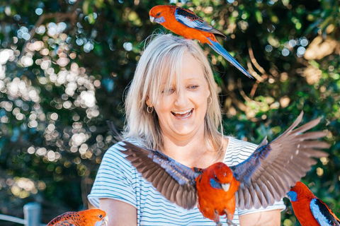 Aquaduck & Your Choice Of Gold Coast Rainforest Tour - Pubs Adelaide 5