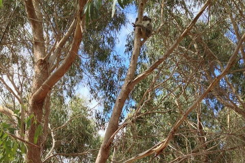 Kangaroo Island 4WD Tour - Best Of KI In 2 Days - Pubs Adelaide 0