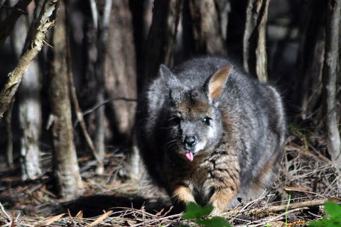Small-Group Kangaroo Island 4WD Night Tour - Pubs Adelaide 1