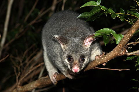 Small-Group Kangaroo Island 4WD Night Tour - Pubs Adelaide 5