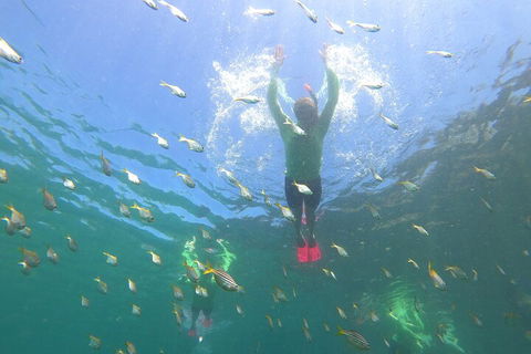 Manly Snorkel Trip And Nature Walk With Local Guide - Pubs Adelaide 0