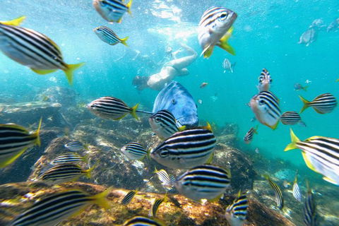 Manly Snorkel Trip And Nature Walk With Local Guide - Pubs Adelaide 2