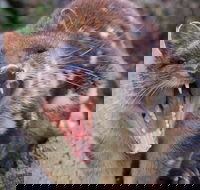 After Dark Tasmanian Devil Feeding Tour at Cradle Mountain - Pubs Adelaide