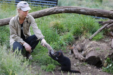 After Dark Tasmanian Devil Feeding Tour At Cradle Mountain - Pubs Adelaide 1