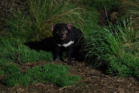 After Dark Tasmanian Devil Feeding Tour At Cradle Mountain - Pubs Adelaide 4