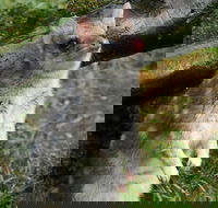 1-Hour Tasmanian Devil Feeding Day Tour at Cradle Mountain - Pubs Adelaide