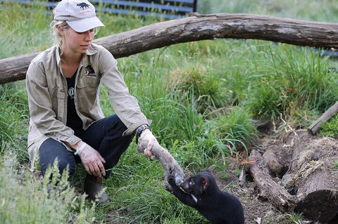 1-Hour Tasmanian Devil Feeding Day Tour At Cradle Mountain - Pubs Adelaide 2